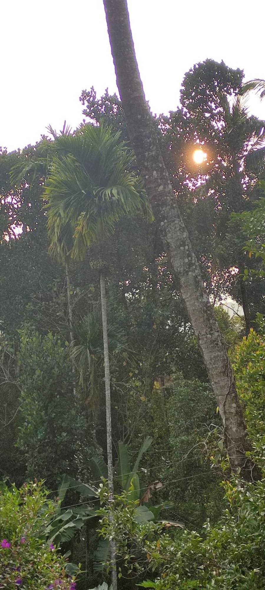 Koonamparayil Munnar Anaviratty-family Only Farm stay