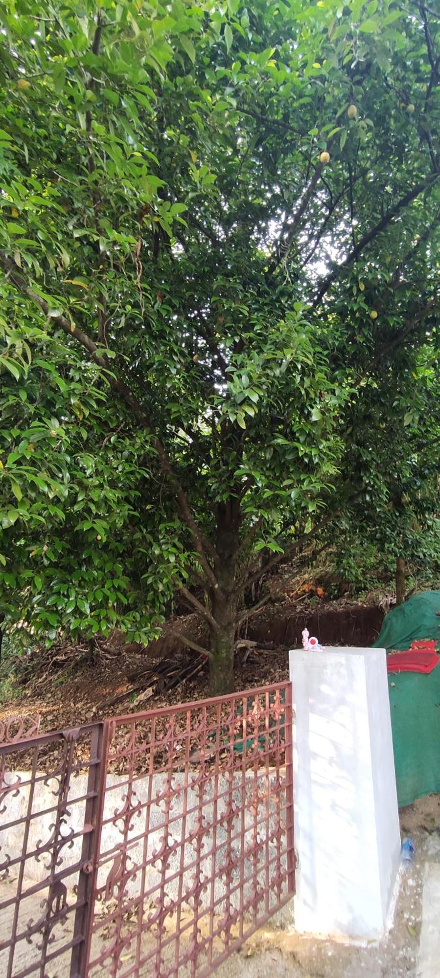 Koonamparayil Munnar Anaviratty-family Only *